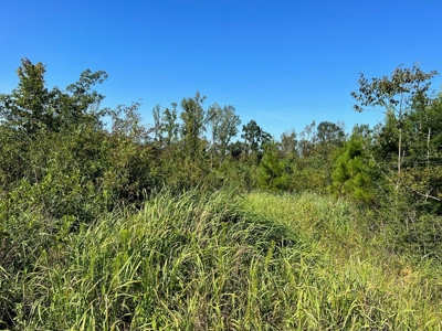 173 +/- Acres for Sale in Southwest Mississippi - image 7