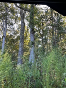 173 +/- Acres for Sale in Southwest Mississippi - image 15