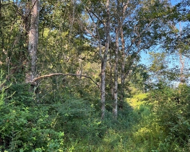 173 +/- Acres for Sale in Southwest Mississippi - image 11