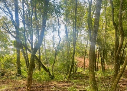 173 +/- Acres for Sale in Southwest Mississippi - image 20