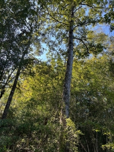173 +/- Acres for Sale in Southwest Mississippi - image 23