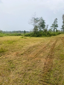 173 +/- Acres for Sale in Southwest Mississippi - image 25