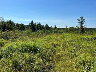 173 +/- Acres for Sale in Southwest Mississippi - image 31
