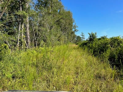 173 +/- Acres for Sale in Southwest Mississippi - image 9