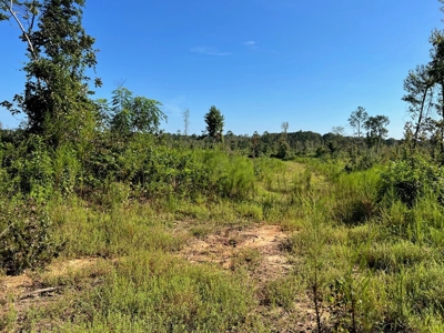173 +/- Acres for Sale in Southwest Mississippi - image 26
