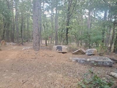 Cabin & 10 Acres In Kiamichi Wilderness For Sale - image 45