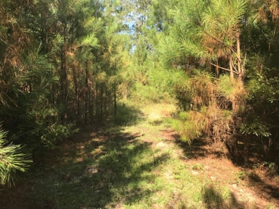 36 Acre Perry County MS Homestead, Hunting Property for Sale - image 38