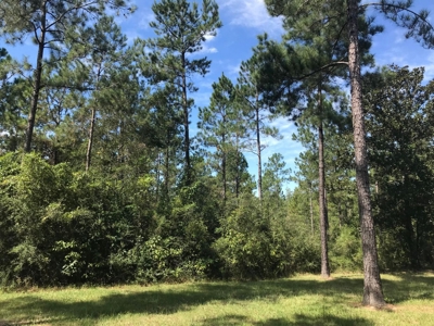 36 Acre Perry County MS Homestead, Hunting Property for Sale - image 31