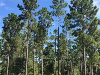 36 Acre Perry County MS Homestead, Hunting Property for Sale - image 30