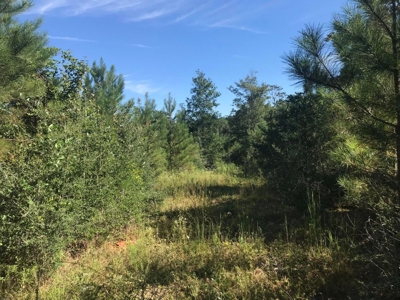 36 Acre Perry County MS Homestead, Hunting Property for Sale - image 40