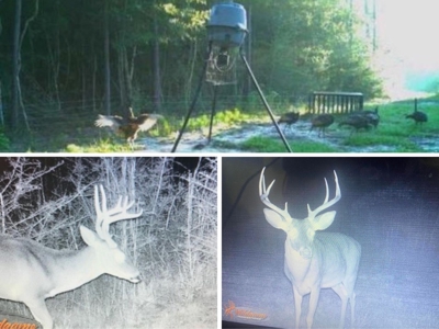 36 Acre Perry County MS Homestead, Hunting Property for Sale - image 44