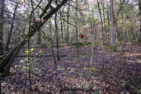 Stunning Acreage Near White River With Development Potential - image 31
