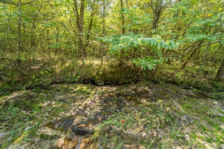 Stunning Acreage Near White River With Development Potential - image 9