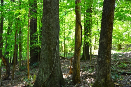 Hunting, Building Sites, 1 1/2 miles river frontage, Woods - image 13