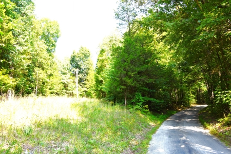 Hunting, Building Sites, 1 1/2 miles river frontage, Woods - image 5