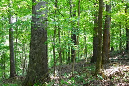 Hunting, Building Sites, 1 1/2 miles river frontage, Woods - image 16