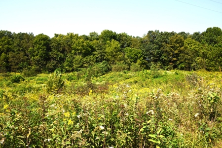 Hunting, Building Sites, 1 1/2 miles river frontage, Woods - image 11