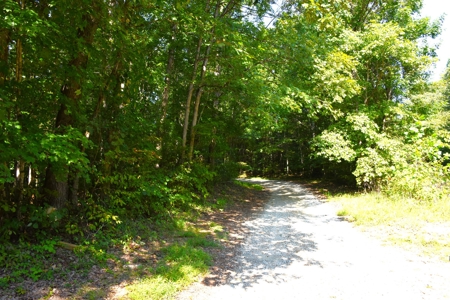 Hunting, Building Sites, 1 1/2 miles river frontage, Woods - image 3