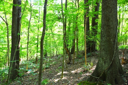 Hunting, Building Sites, 1 1/2 miles river frontage, Woods - image 15