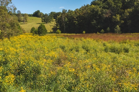 Land for Sale in Floyd County VA! - image 11