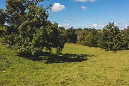 Open & Wooded Land for Sale in Floyd VA! - image 5