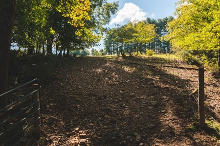 Open & Wooded Land for Sale in Floyd VA! - image 3