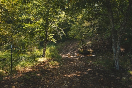Land for Sale in Floyd VA with Views! - image 20
