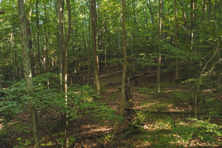 Land for Sale in Floyd County VA! - image 21