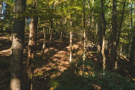 Land for Sale in Floyd County VA! - image 22