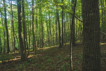 Land for Sale in Floyd County VA! - image 16