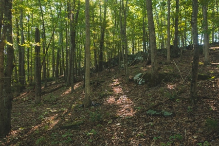 Land for Sale in Floyd County VA! - image 17