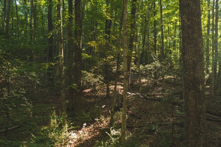 Land for Sale in Floyd County VA! - image 20