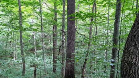 Vinton County Ohio Land for Sale - image 28