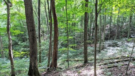 Vinton County Ohio Land for Sale - image 25