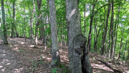Vinton County Ohio Land for Sale - image 18