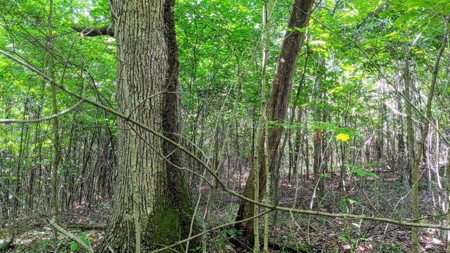 Vinton County Ohio Land for Sale - image 17