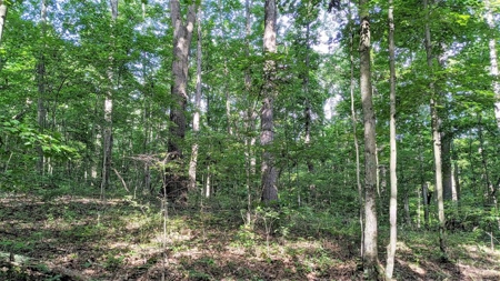 Vinton County Ohio Land for Sale - image 3
