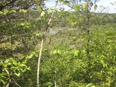 Riverfront Acreage On White River In Calico Rock, Arkansas - image 19