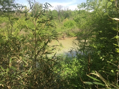 Riverfront Acreage On White River In Calico Rock, Arkansas - image 15