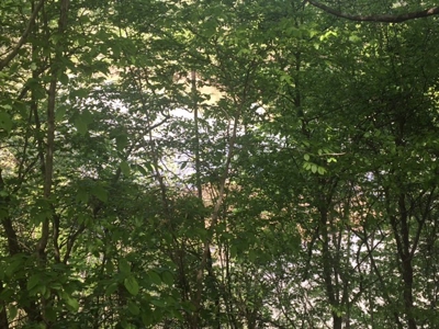 Riverfront Acreage On White River In Calico Rock, Arkansas - image 16