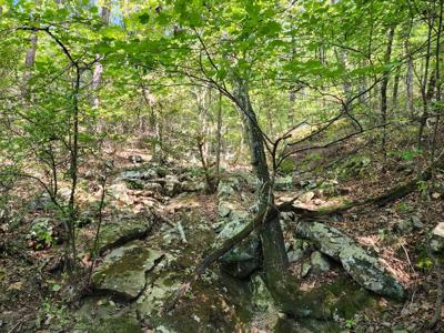 Off-Grid Cabin & 50 Acre Homestead – Adj. National Forest - image 22