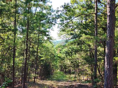 Off-Grid Cabin & 50 Acre Homestead – Adj. National Forest - image 26