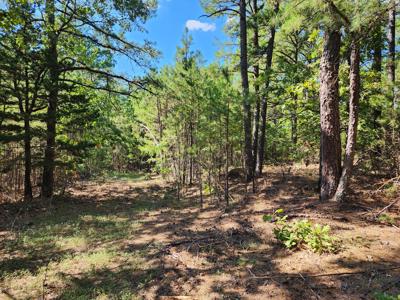 Off-Grid Cabin & 50 Acre Homestead – Adj. National Forest - image 20