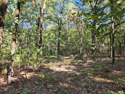 Off-Grid Cabin & 50 Acre Homestead – Adj. National Forest - image 29