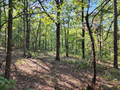 Off-Grid Cabin & 50 Acre Homestead – Adj. National Forest - image 27