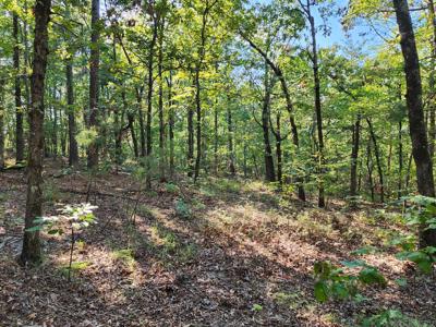 Off-Grid Cabin & 50 Acre Homestead – Adj. National Forest - image 28