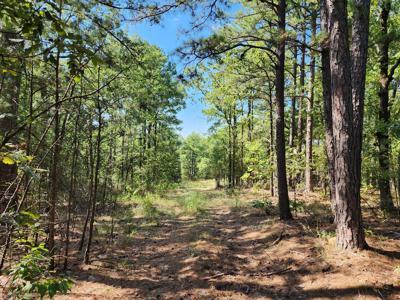 Off-Grid Cabin & 50 Acre Homestead – Adj. National Forest - image 17