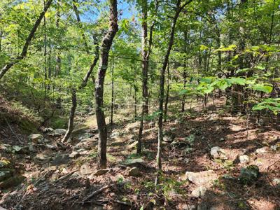 Off-Grid Cabin & 50 Acre Homestead – Adj. National Forest - image 23