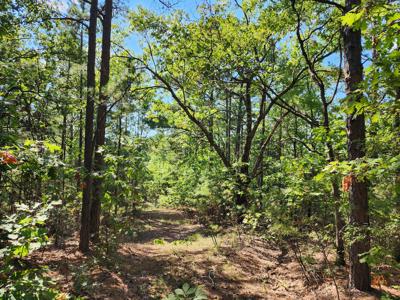 Off-Grid Cabin & 50 Acre Homestead – Adj. National Forest - image 21