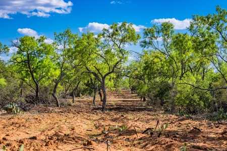 110+/- AC Hunting & Cattle Ranch Just South of San Antonio! - image 19